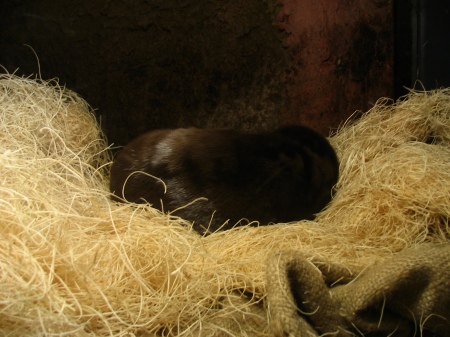 Napping otter